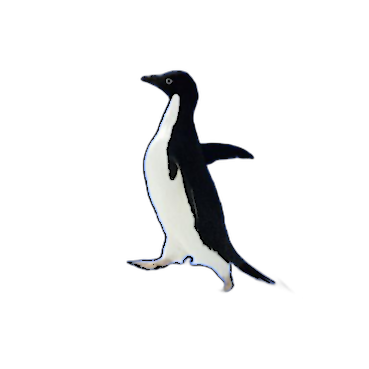 Socially Awkward Penguin | Meme Tzar T-Shirt
